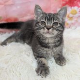 アメリカンショートヘア