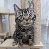 アメリカンショートヘア