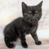 スコティッシュフォールド(立ち耳)