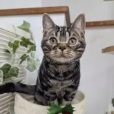 アメリカンショートヘア