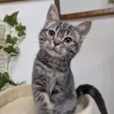 アメリカンショートヘア