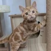 アメリカンショートヘア