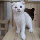 スコティッシュフォールド(折れ耳)