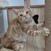 アメリカンショートヘア【大阪府・男の子・2025年7月4日・クリームタビー】の写真3