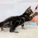 アメリカンショートヘア【大阪府・男の子・2025年7月4日・ブラウンタビー】の写真14