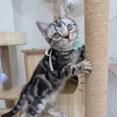 アメリカンショートヘア【大阪府・女の子・2025年7月4日・シルバータビー】の写真3