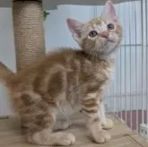 アメリカンショートヘア【大阪府・男の子・2025年7月4日・クリームタビー】の写真9