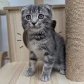 スコティッシュフォールド(折れ耳)【大阪府・女の子・2025年7月31日・ブルータビー】の写真2