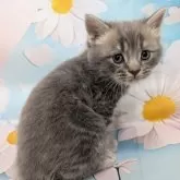 スコティッシュフォールド(立ち耳)【大阪府・男の子・2025年7月31日・ブルータビー】の写真9