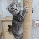 スコティッシュフォールド(折れ耳)【大阪府・女の子・2025年7月31日・ブルータビー】の写真3