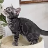アメリカンショートヘア【大阪府・男の子・2025年4月26日・ブルータビー】の写真4