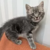 スコティッシュフォールド(立ち耳)【大阪府・男の子・2025年7月31日・ブルータビー】の写真4