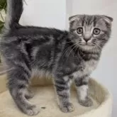 スコティッシュフォールド(折れ耳)【大阪府・女の子・2025年7月31日・ブルータビー】の写真4