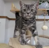 アメリカンショートヘア【大阪府・男の子・2025年4月26日・ブルータビー】の写真8