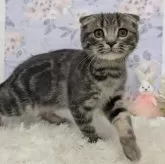 スコティッシュフォールド(折れ耳)【大阪府・女の子・2025年7月31日・ブルータビー】の写真6