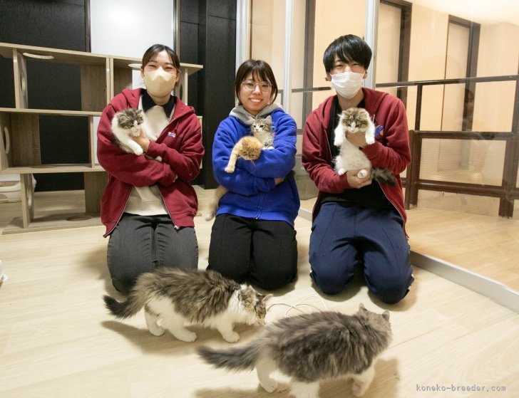 キャットランで伸び伸びと生活しています🐈｜峯田　遥香(みねた　はるか)ブリーダー(茨城県・マンチカンなど・ZCC登録)の紹介写真5