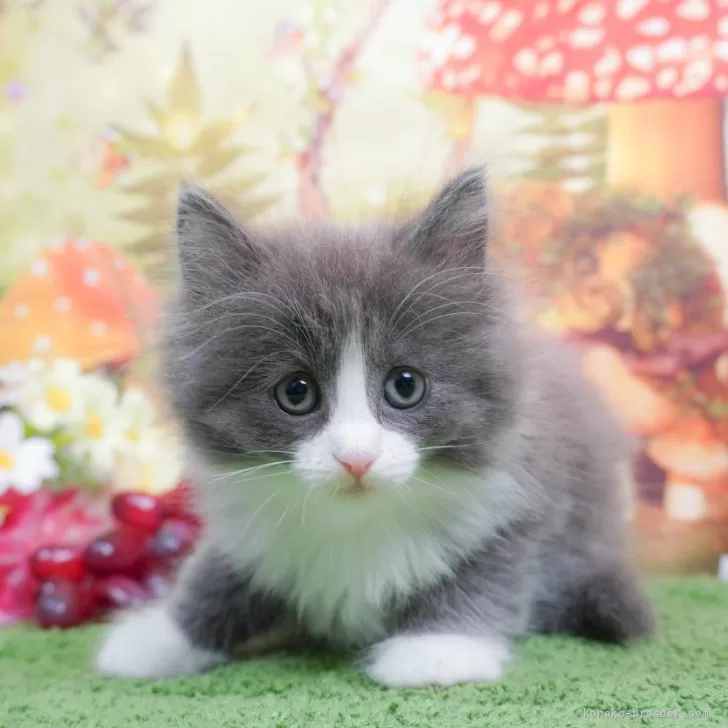 ID:2405-00588の子猫