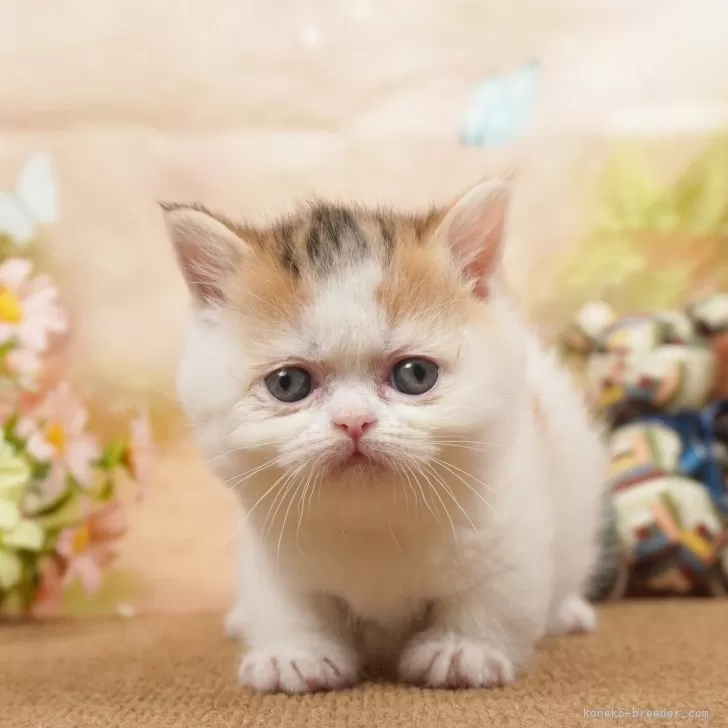 ID：2404-02908の子猫