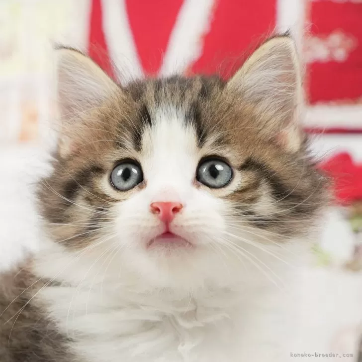 ID：2406-02591の子猫