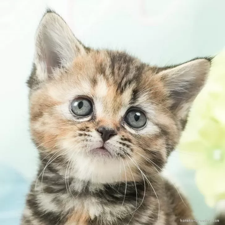 ID:2408-00462の子猫