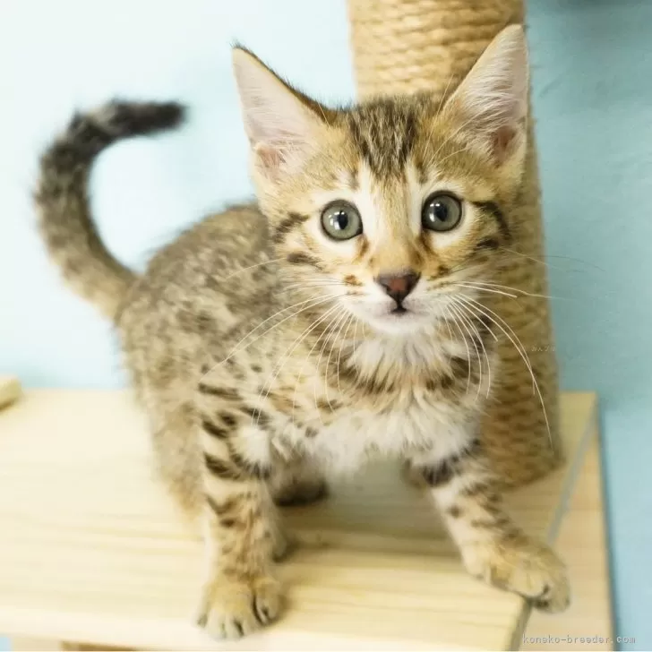 ID：2312-02259の子猫