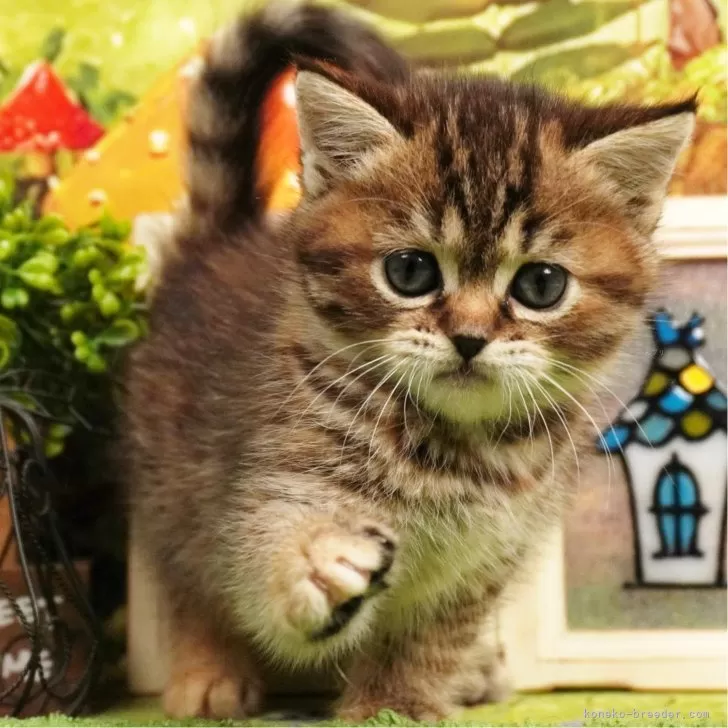 ID：2402-02357の子猫