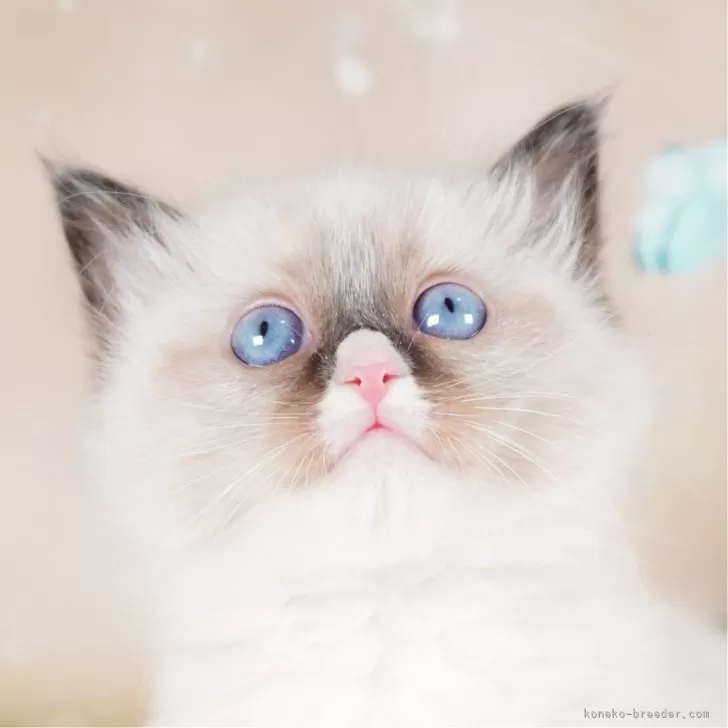 ID：2401-02534の子猫