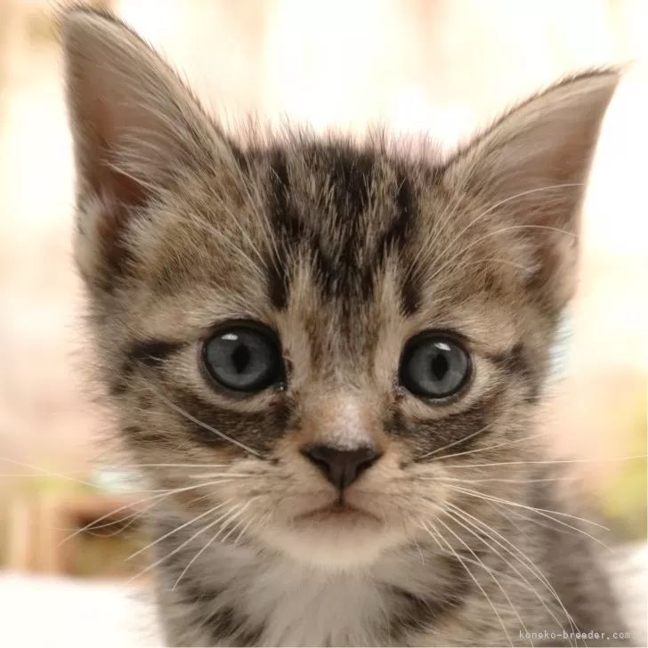 ID：2403-01959の子猫