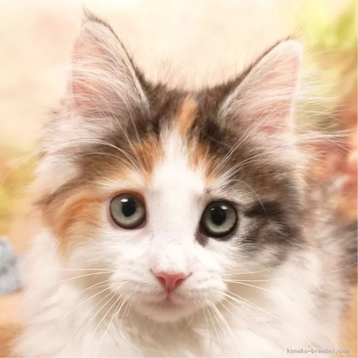 まあちん 様のお迎えした子猫