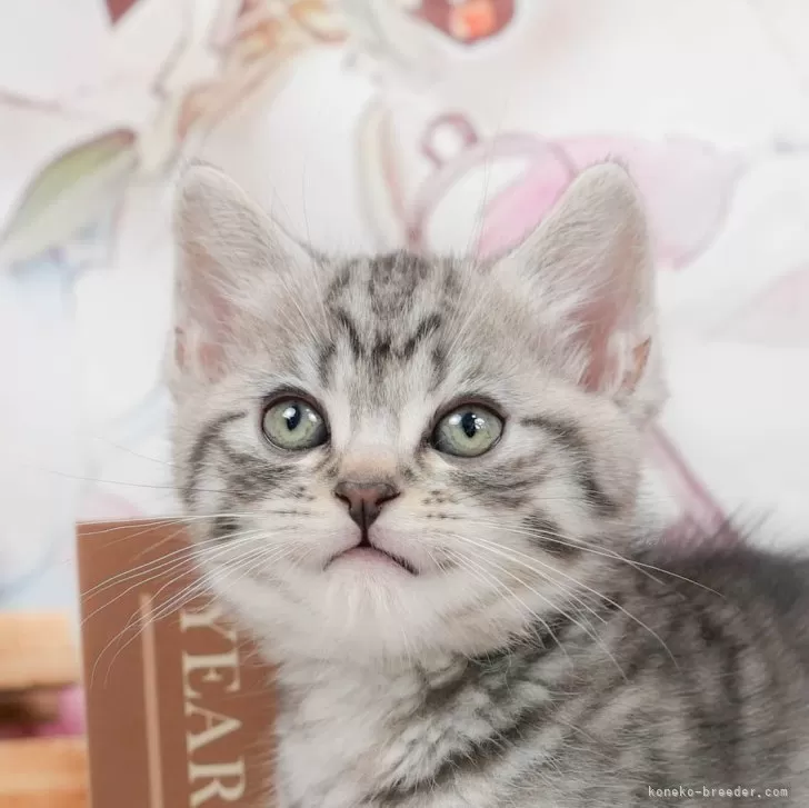 ID：2406-03745の子猫