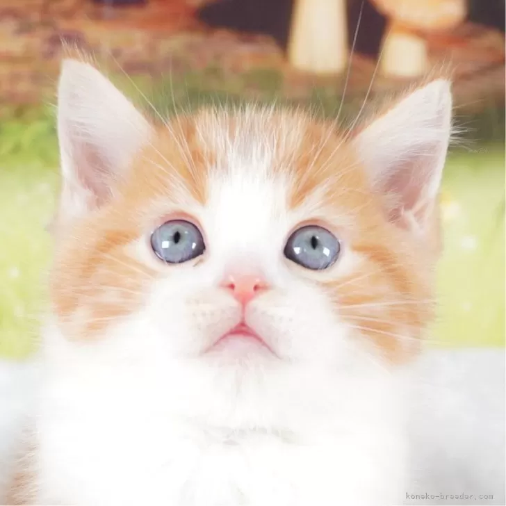 ID:2401-01826の子猫