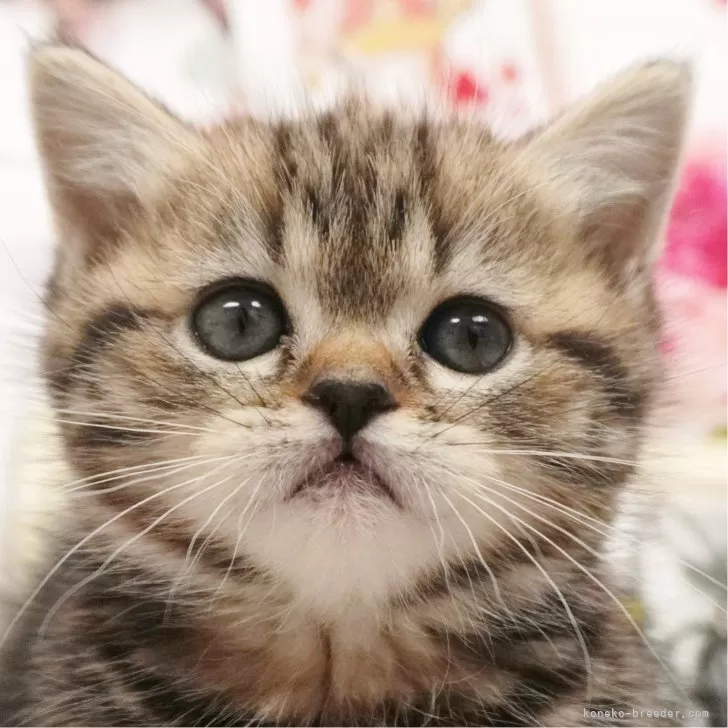 ID：2403-01956の子猫