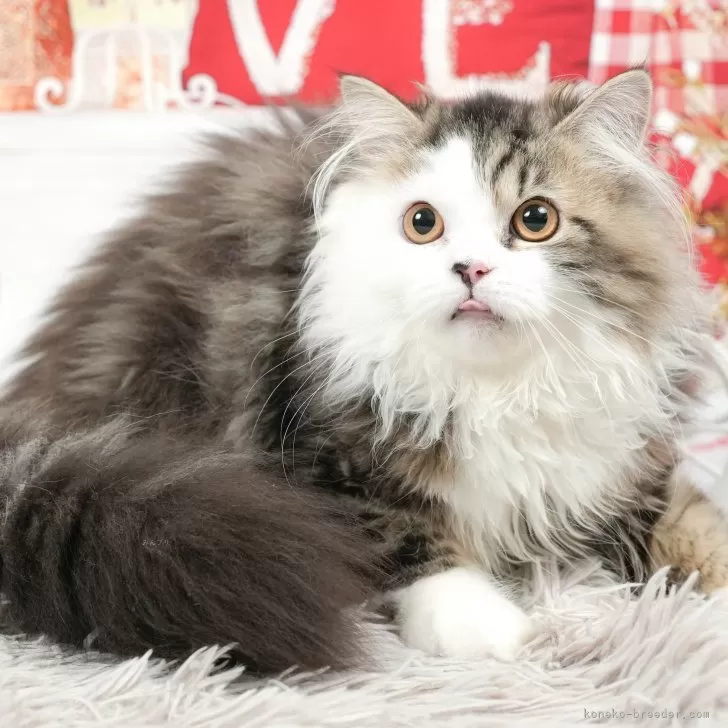 ID：2403-01950の子猫