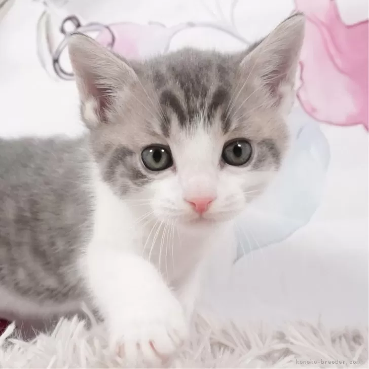 ID:2401-00681の子猫