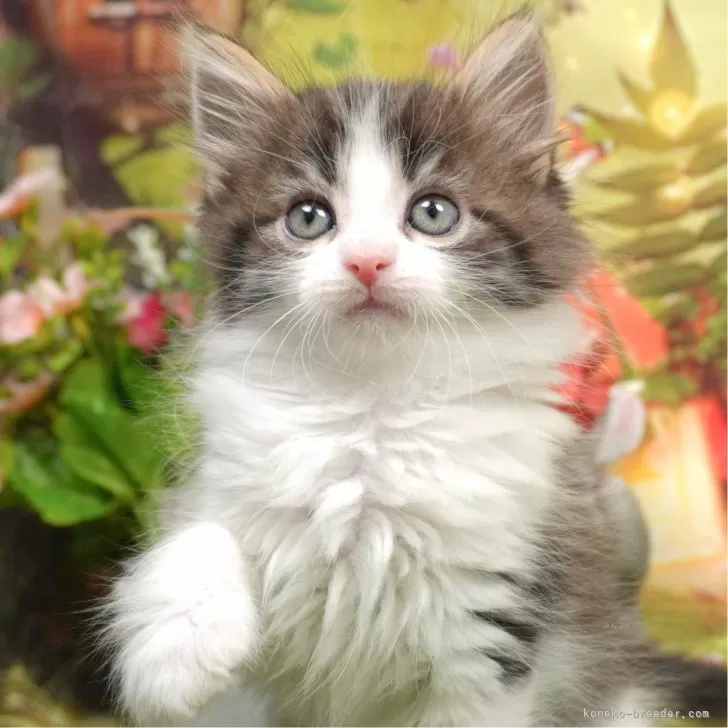 ID：2404-01818の子猫