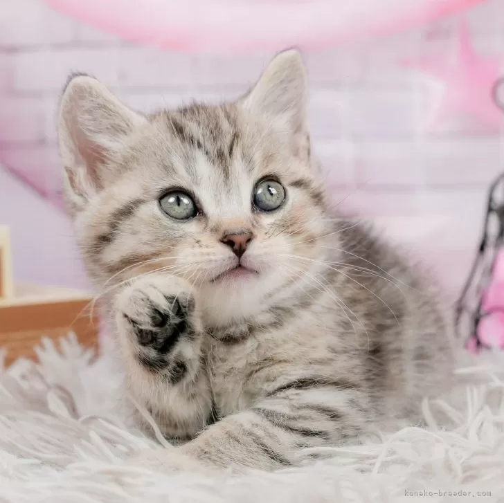 ID:2406-03739の子猫