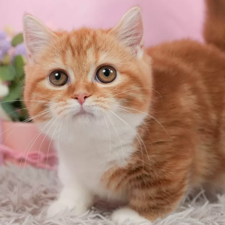 ID：2404-02911の子猫