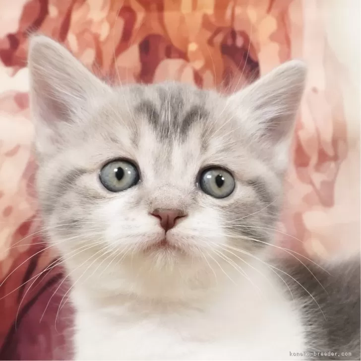 ID:2401-00680の子猫