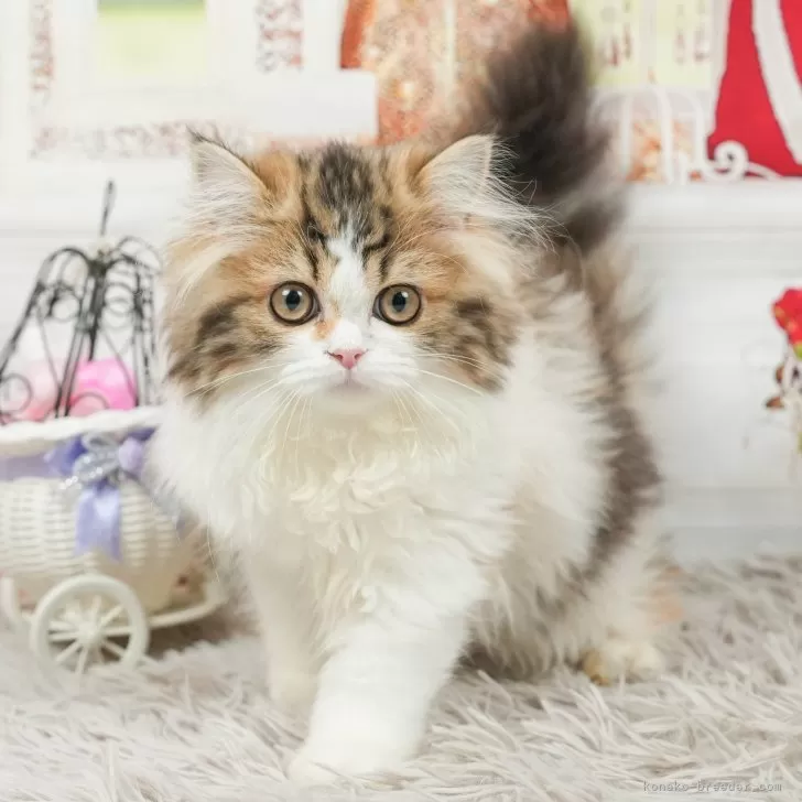 ID:2404-02910の子猫
