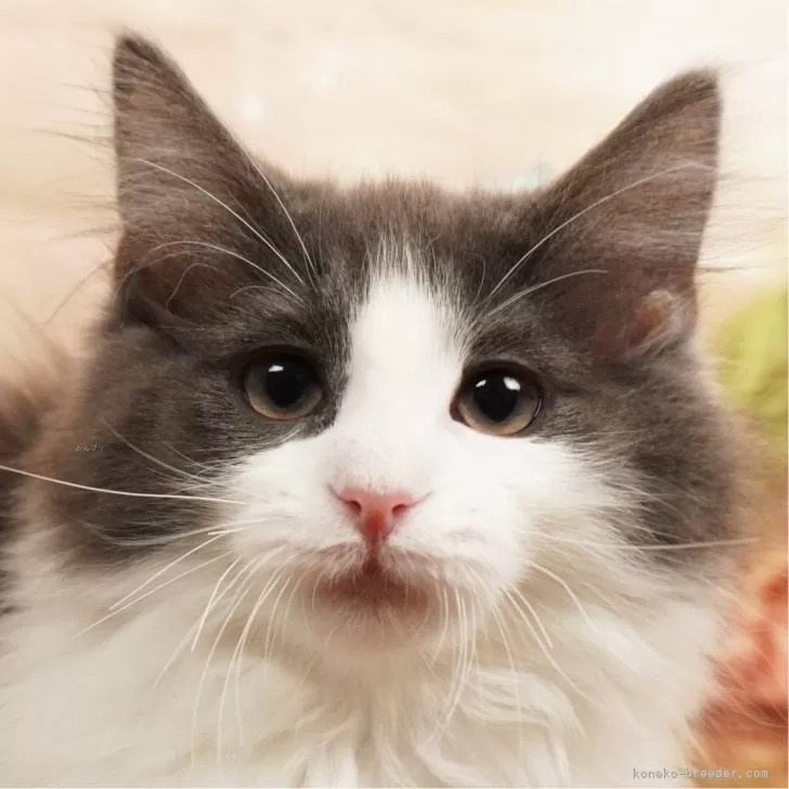 ID：2403-00309の子猫