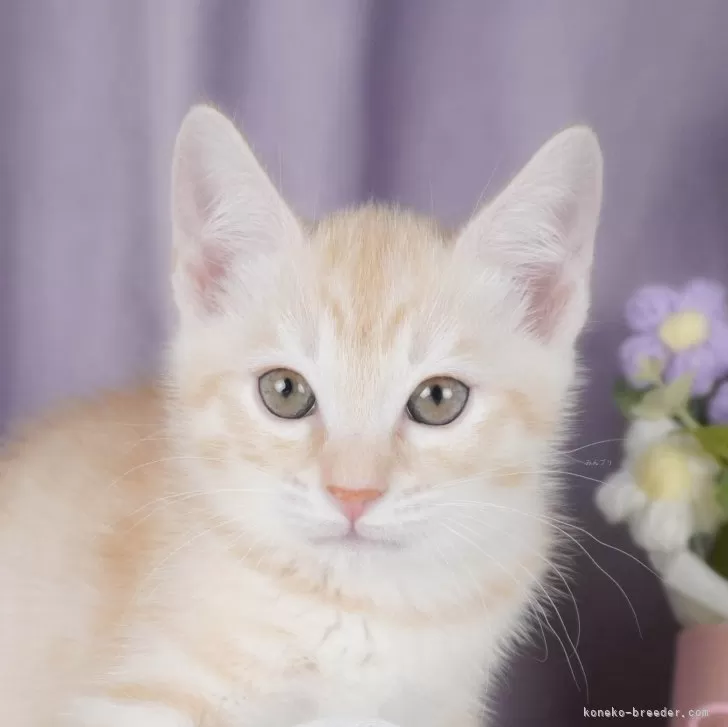 ID：2405-02721の子猫