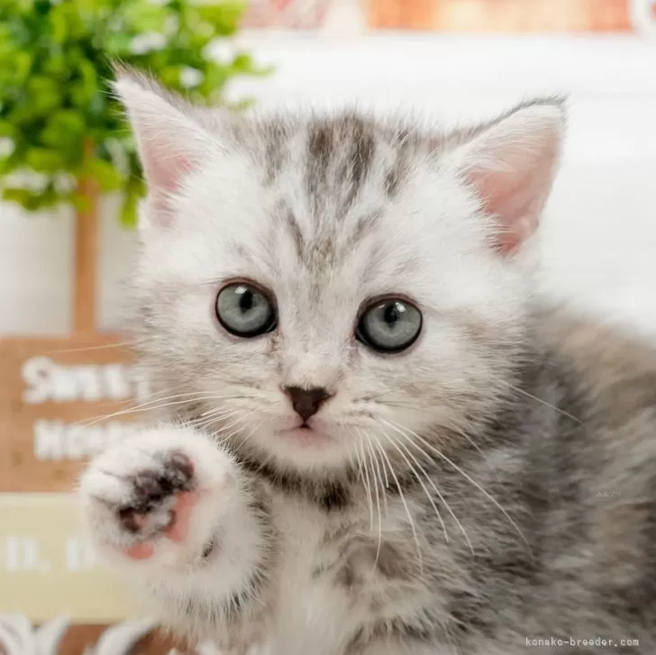 ID：2407-01244の子猫