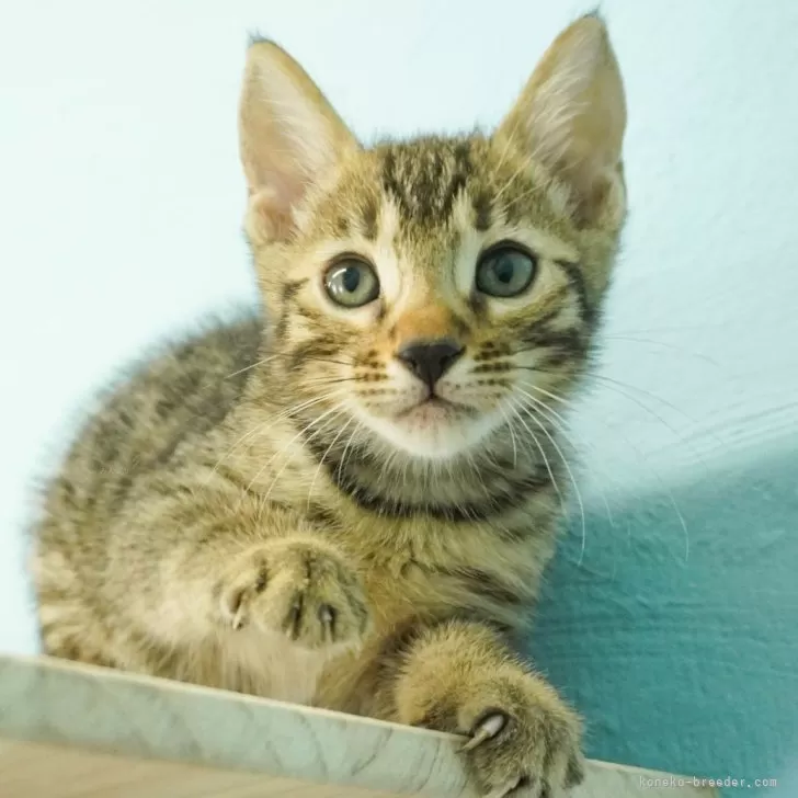 ID：2312-02260の子猫