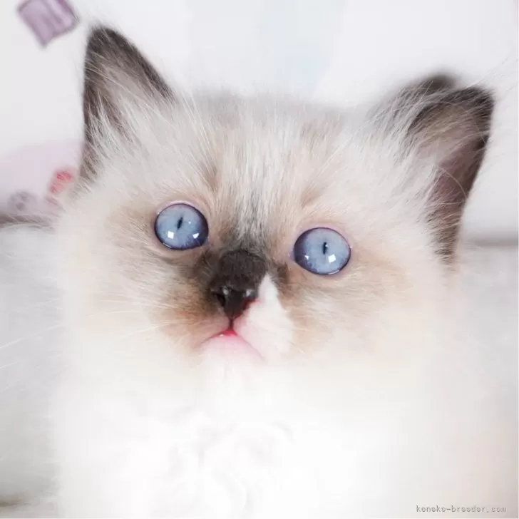 ID：2401-02533の子猫