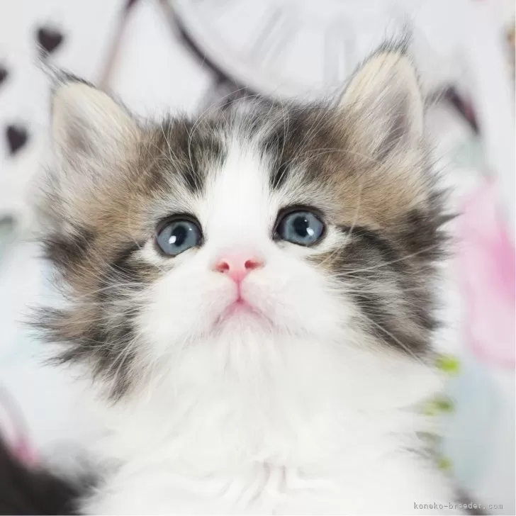 ID:2402-01983の子猫