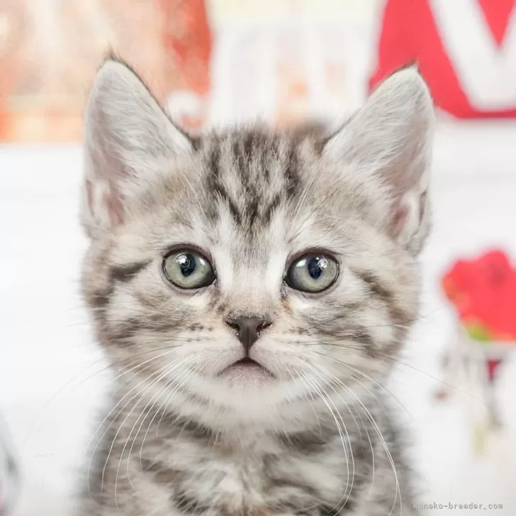 ID:2406-03740の子猫