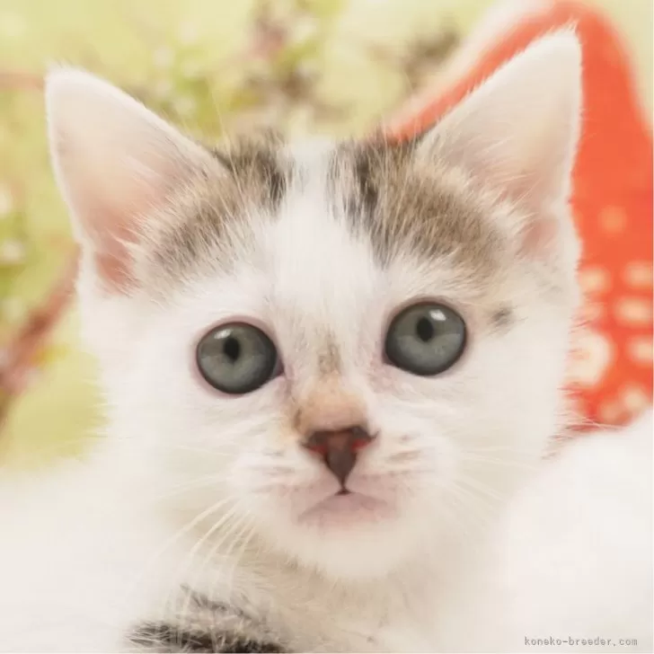 ID:2404-00223の子猫