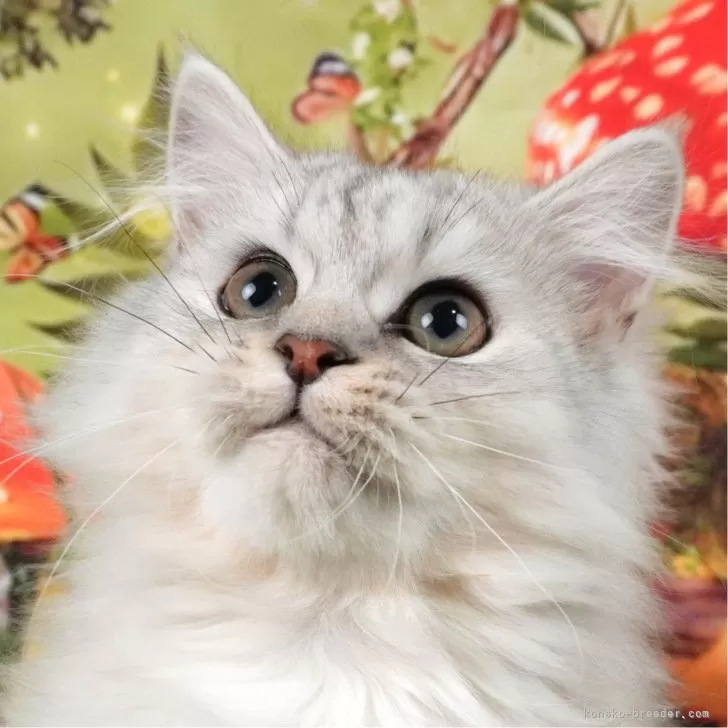 ID：2402-00255の子猫