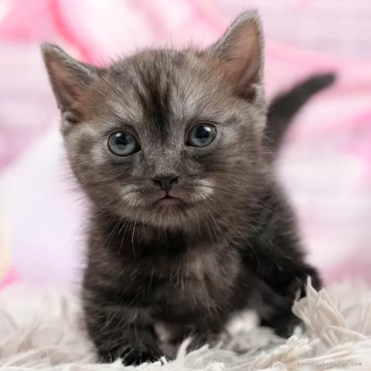 ID:2407-01243の子猫