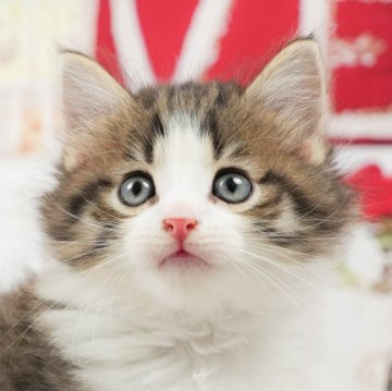 ノルウェージャンフォレストキャット【茨城県・男の子・2024年5月4日・ブラウンタビー&ホワイト】の写真「ごはんも遊ぶのもだいすき🌟」